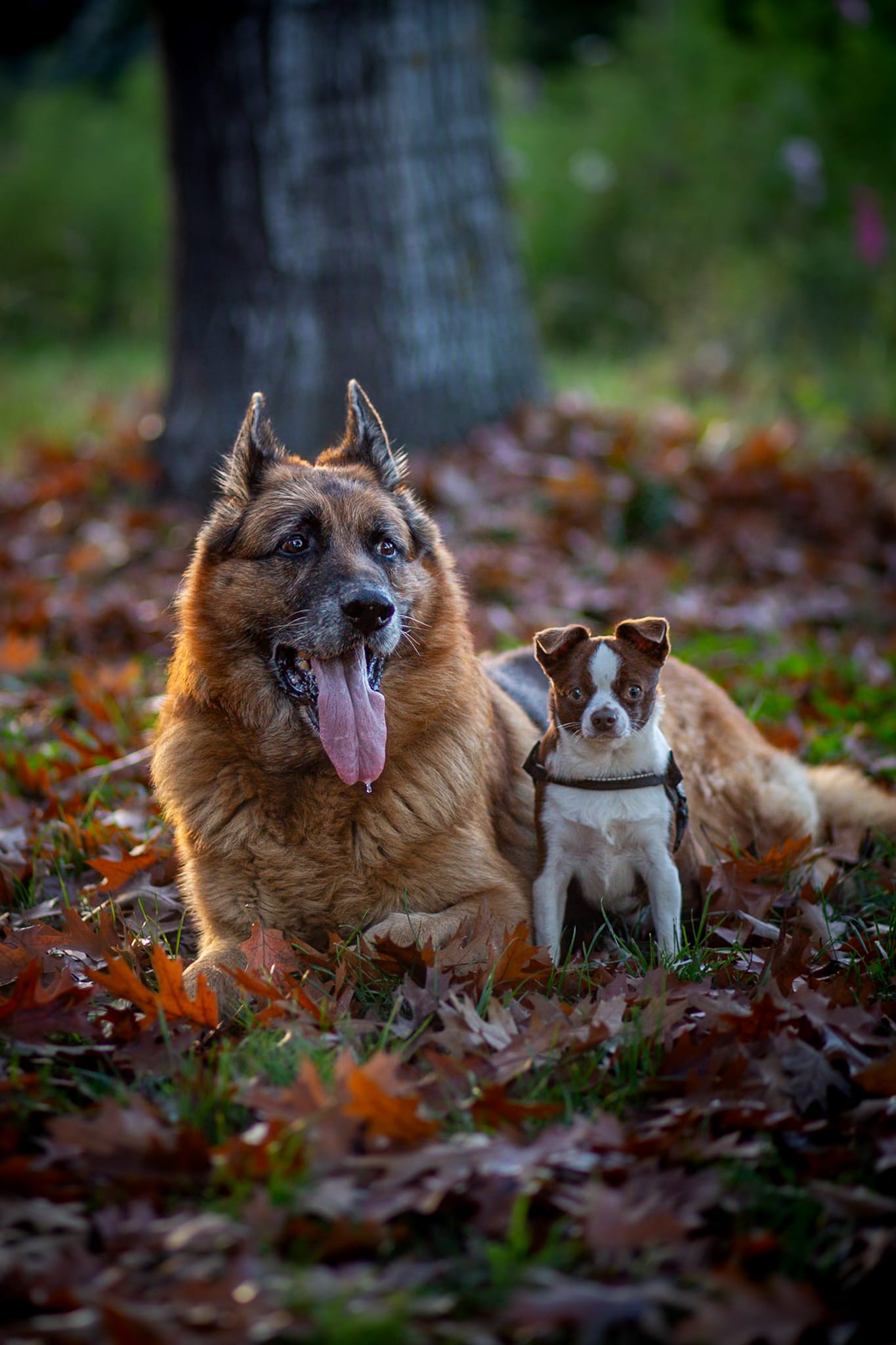 portrait de chiens