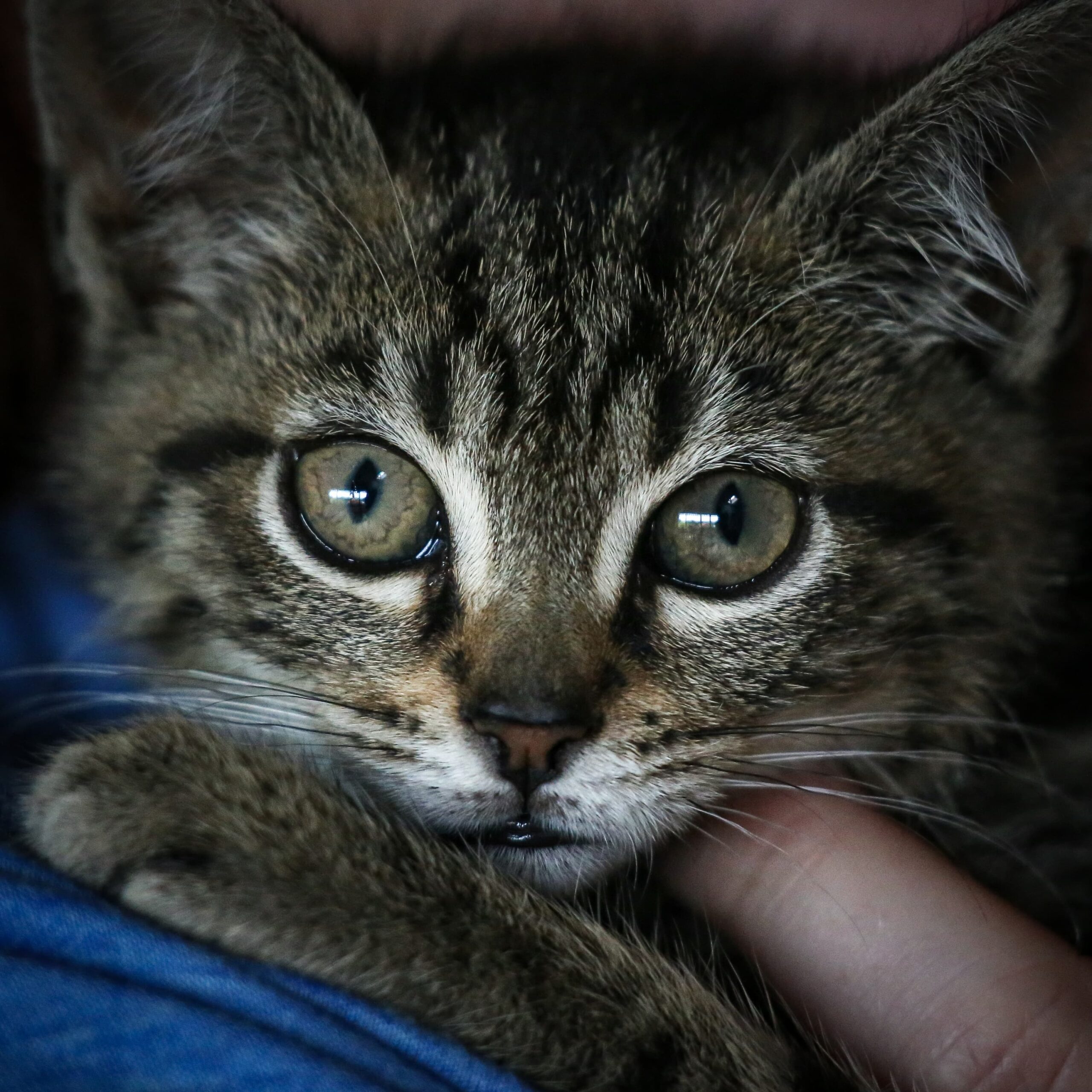 portrait de chats