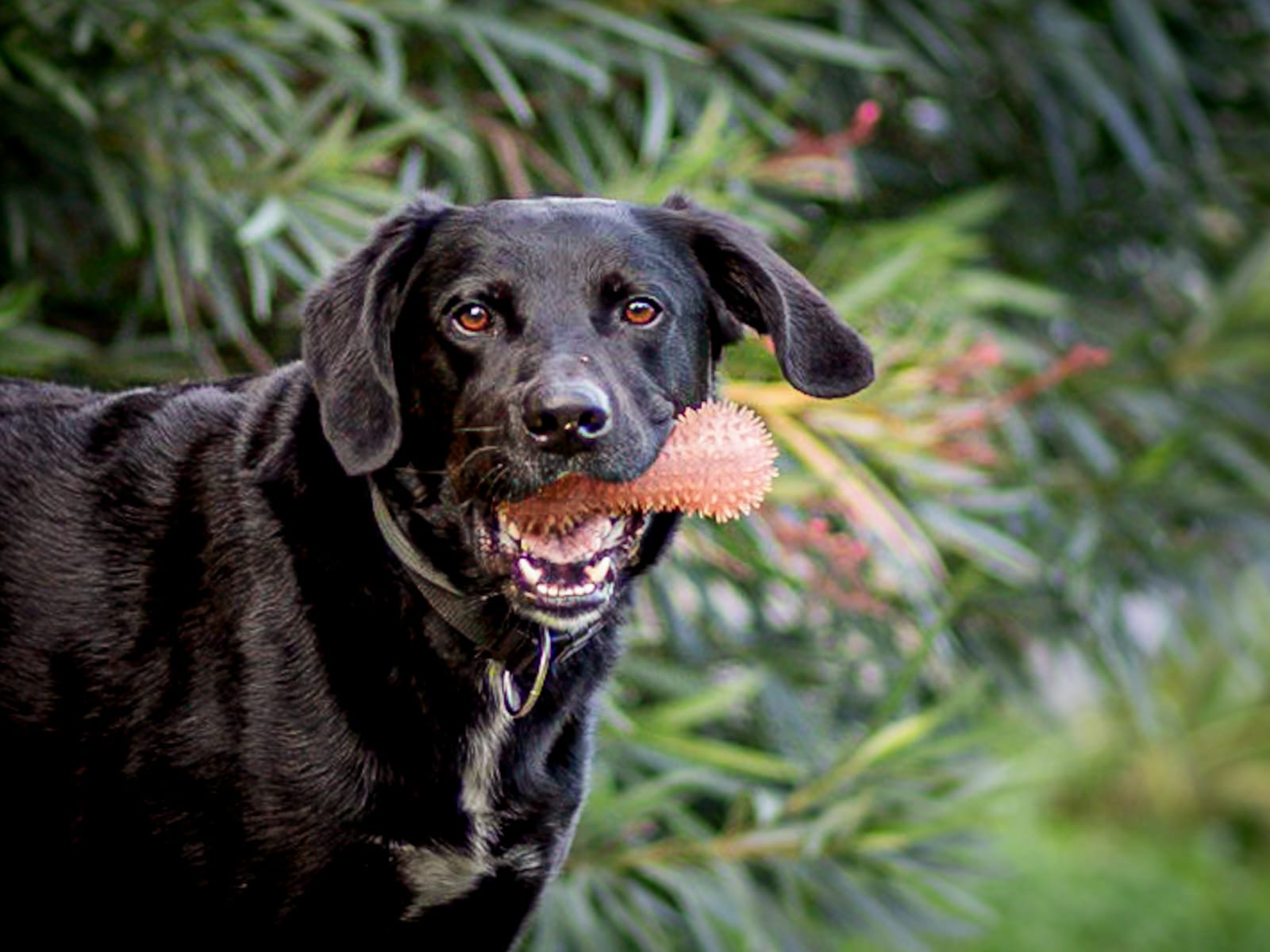 portrait chien 2