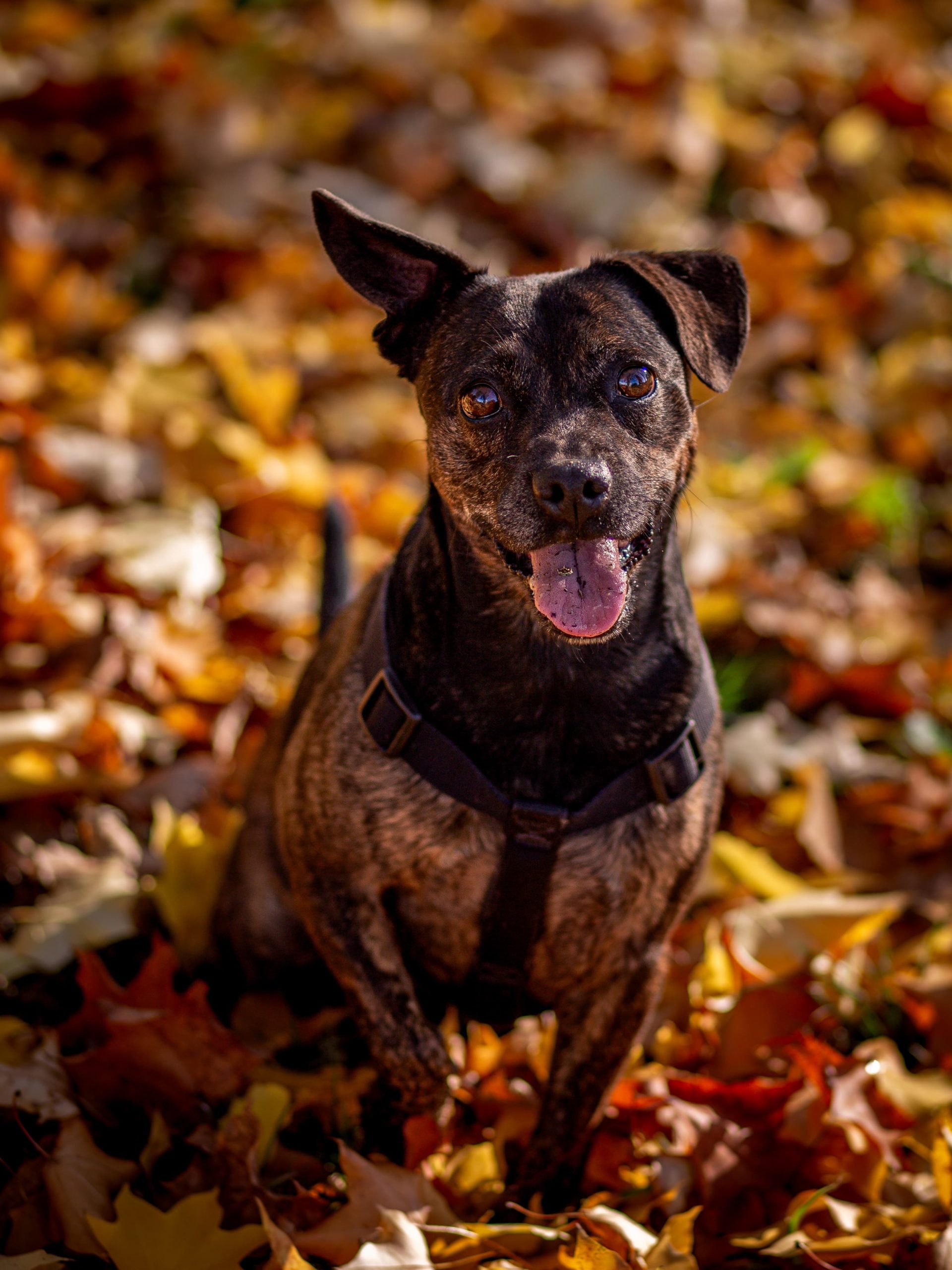 portrait de chiens