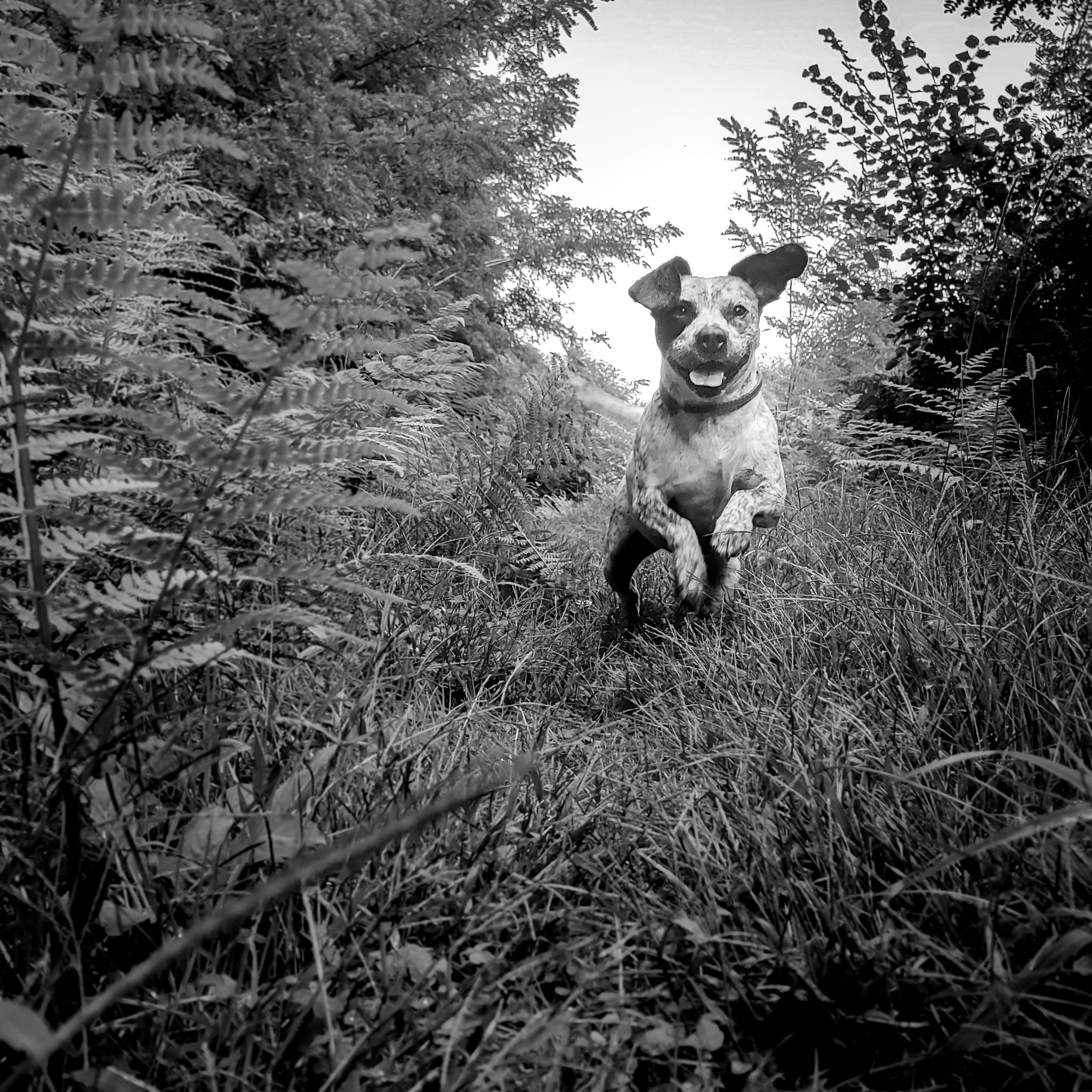 portrait de chiens